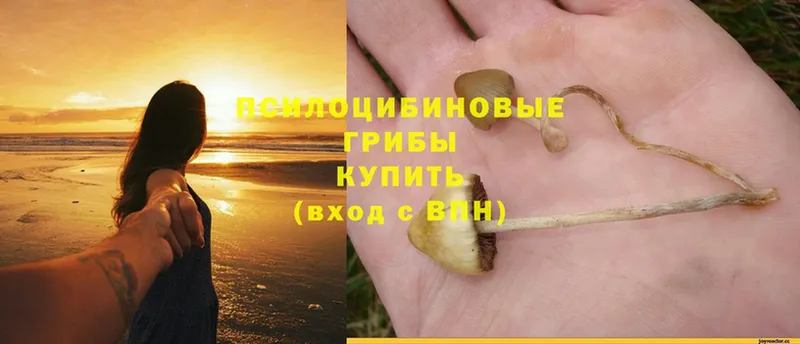 Псилоцибиновые грибы Psilocybine cubensis  Электрогорск 